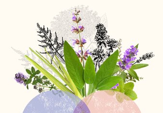 SONNENTOR Kräuterfreunde | © SONNENTOR