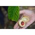 Photo of a hand in which a nutmeg is lying.