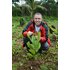 The photo shows a man behind a turmeric plant. He is holding turmeric in his hands.