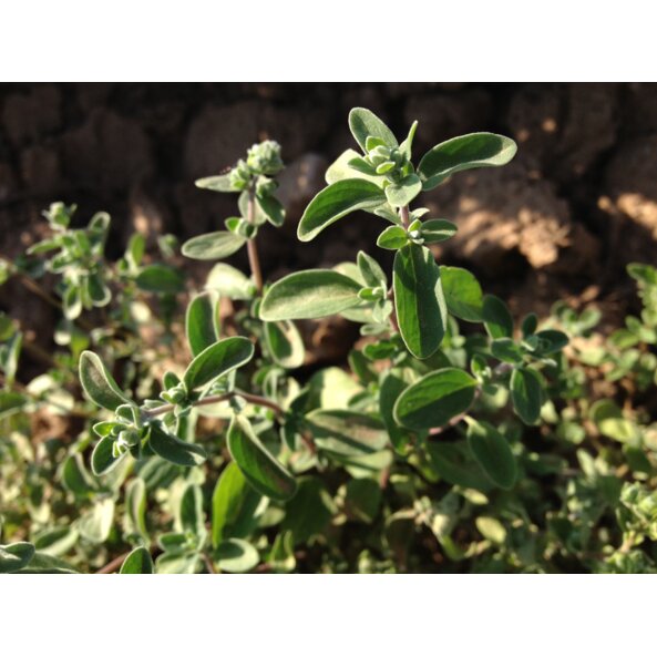 Majoran_Pflanze 2_Steiner Gottfried.jpg