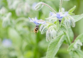 Permakultur | © SONNENTOR