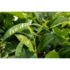 camelia-sinensis_pflanze.jpg_w413.png